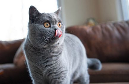 Британська кішка опис породи з фото