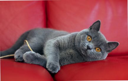 Brit macska fajta leírása fotókkal