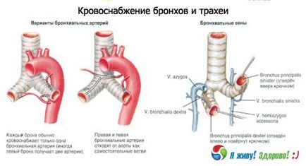 Bronchi, competent în privința sănătății pe ilive