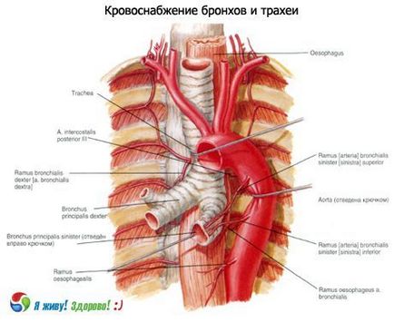 Бронхи, компетентно про здоров'я на ilive