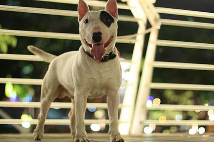Bull terrier descrierea rasei, fotografii, sfaturi privind întreținerea și îngrijirea