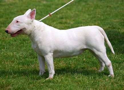 Bull terrier descrierea rasei, fotografii, sfaturi privind întreținerea și îngrijirea