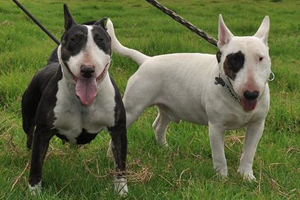 Bull terrier descrierea rasei, fotografii, sfaturi privind întreținerea și îngrijirea