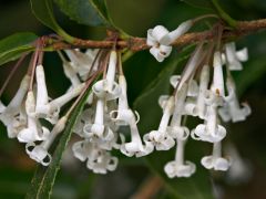 Ceai cu osmanthus