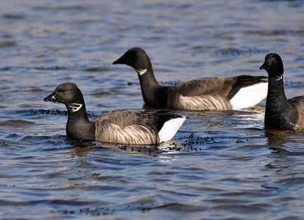 Чорна казарка, чорна казарка (branta bernicla), зовнішній вигляд активність поведінку ареал