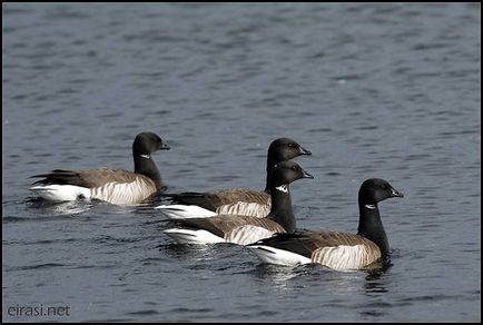 Negru de gâscă, gâscă neagră (branta bernicla), comportamentul de activitate a aspectului