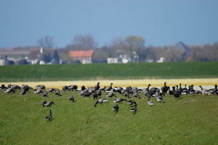 Black Goose Foto, descriere, descriere
