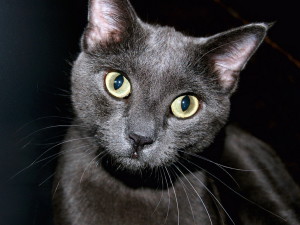 Чорна кішка, цікаві подробиці про все на світі!
