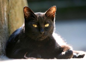 Чорна кішка, цікаві подробиці про все на світі!