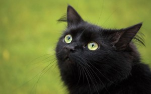 Pisici negre, detalii interesante despre totul din lume!