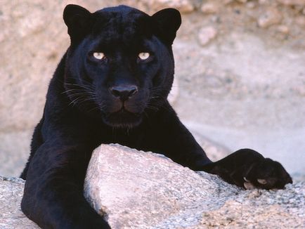 чорний леопард