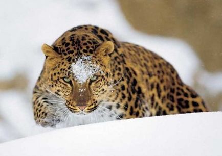 Leopardul negru sau leopardul latent, care îi place mai mult