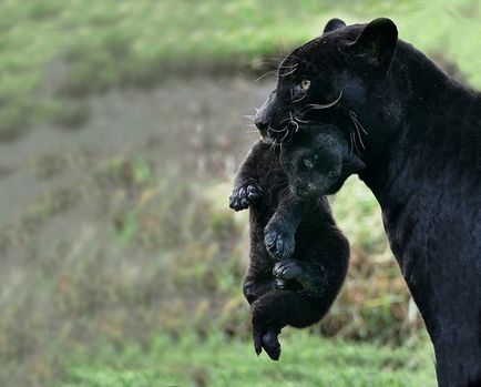 Leopardul negru sau leopardul latent, care îi place mai mult