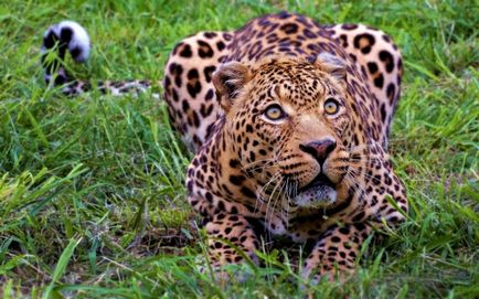 Leopardul negru sau leopardul latent, care îi place mai mult
