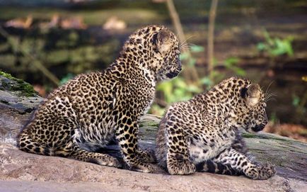 Leopardul negru sau leopardul latent, care îi place mai mult