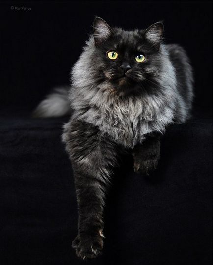 Fekete-fekete fotók (cat) Fekete és fekete képek