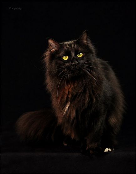 Fekete-fekete fotók (cat) Fekete és fekete képek