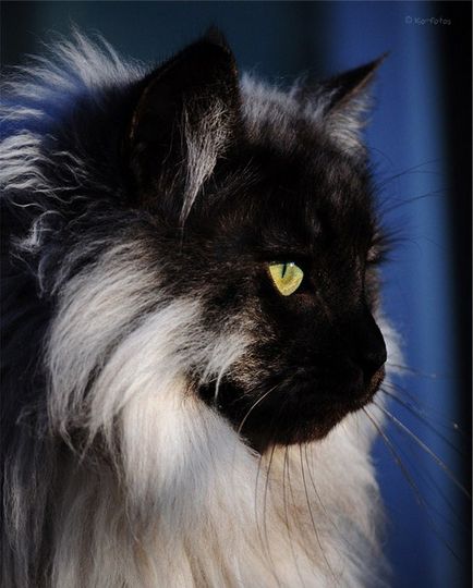 Fekete-fekete fotók (cat) Fekete és fekete képek