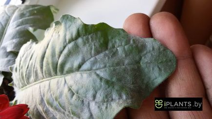 Mi a teendő, ha a növény borítja szürkésfehér színű bevonat kezelésére és megelőzésére növények (do) Mi a teendő, ha a növény borítja szürkésfehér színű bevonat kezelésére és megelőzésére növények