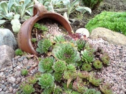 Ce este rockaria - moss sphagnum (sphagnum) pentru florile și plantele de apartament