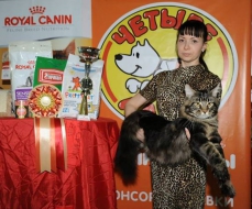 Țara gulliver-ului osborn - pedigree și maon coon photo de la canisa