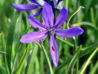 Квіти камассия (camassia) - квітник з цибулинних рослин сімейства лілійних