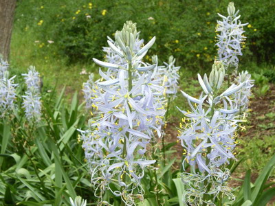 Virág Camassa (Camassia) - virág a liliomfélék családjába hagymás növények