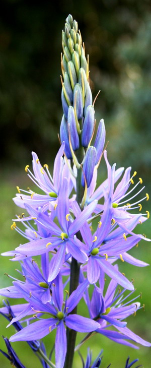 Florile Camassia (camassia) - o grădină de flori de plante bulbice din familia de liliac