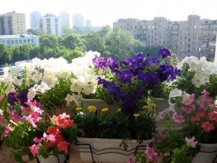 Flori de pe balcon este un ghid practic