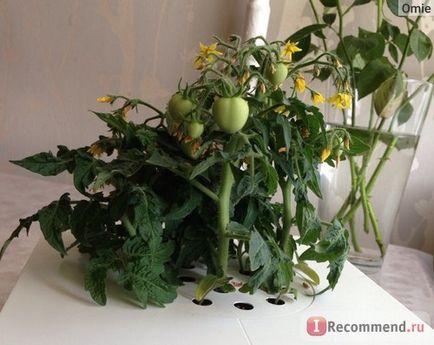 Platforme de flori cu cartușe de plante faceți clic pe mine și mă creșteți - faceți clic pe click inteligent - creșteți o grădină fără