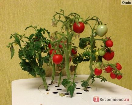 Platforme de flori cu cartușe de plante faceți clic pe mine și mă creșteți - faceți clic pe click inteligent - creșteți o grădină fără