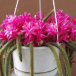 Квітка акаліфа щетіністоволосістая, догляд, фото - рослина Уїлкса