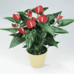 Квітка акаліфа щетіністоволосістая, догляд, фото - рослина Уїлкса