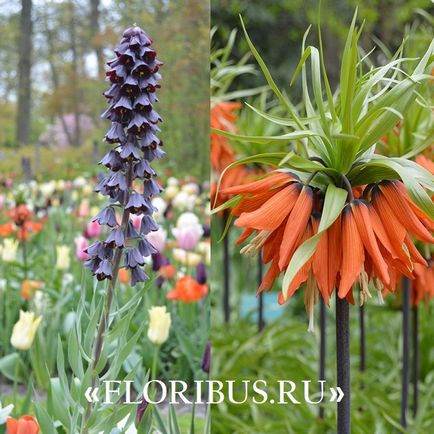 Квітка фрітіллярія або рябчик фото, сорти, правила вирощування, посадка на ділянці і організація