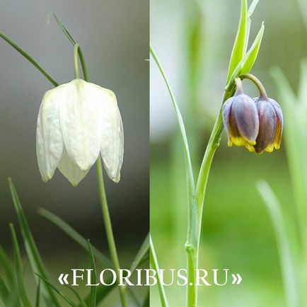 Квітка фрітіллярія або рябчик фото, сорти, правила вирощування, посадка на ділянці і організація