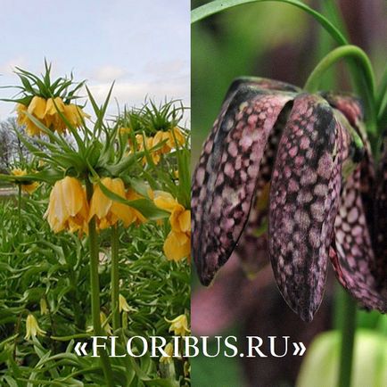 Flori de fritillaria sau de cuib de căpșună fotografie, varietate, reguli de cultivare, plantare pe site și organizație