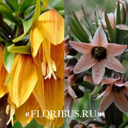 Квітка фрітіллярія або рябчик фото, сорти, правила вирощування, посадка на ділянці і організація