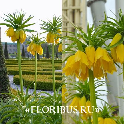 Квітка фрітіллярія або рябчик фото, сорти, правила вирощування, посадка на ділянці і організація