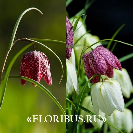 Квітка фрітіллярія або рябчик фото, сорти, правила вирощування, посадка на ділянці і організація