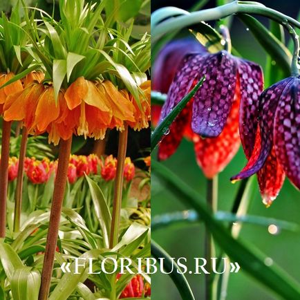 Flori de fritillaria sau de cuib de căpșună fotografie, varietate, reguli de cultivare, plantare pe site și organizație