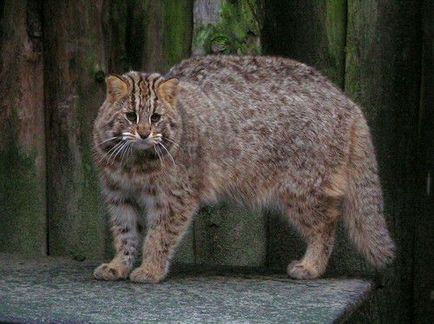 Far Eastern cat