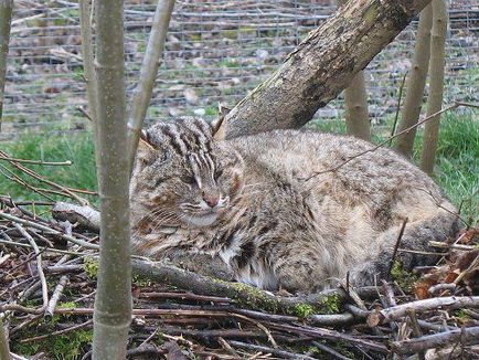 Far Eastern cat