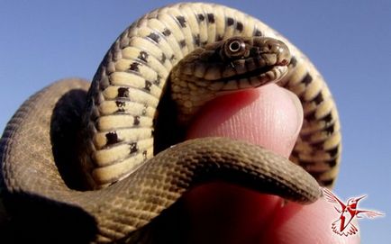 Cele zece cele mai comune mituri despre șerpi sunt mesagerul