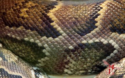 Десять найпоширеніших міфів про зміїв - вісник до