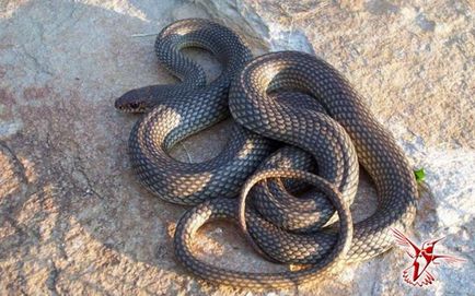 Десять найпоширеніших міфів про зміїв - вісник до