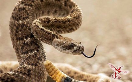 Cele zece cele mai comune mituri despre șerpi sunt mesagerul