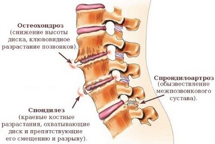 Eurezis pentru copii, su-jok de formare, su-jok diagnostic, terapie su-jok