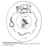 Dictyocauliasis ciclu de dezvoltare capre, patogeneza, tabloul clinic, imunitate, diagnostic, veterinar