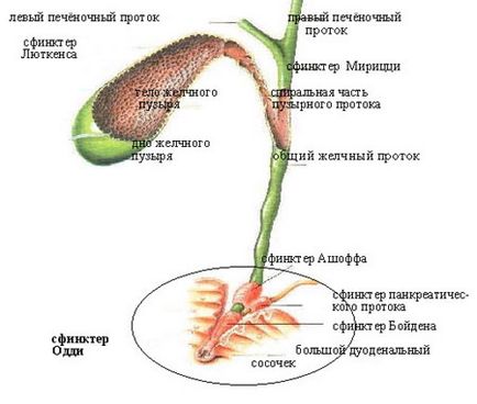 Diskinezia canalelor biliare la adulți - simptome și tipuri, site-ul medical