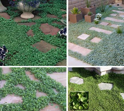 Dichondra care curge cascada